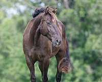 calf-roping-quarter-horse