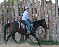endurance-quarter-horse