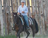 equitation-quarter-horse