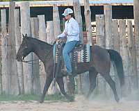 english-pleasure-quarter-horse