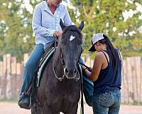 experienced-quarter-horse