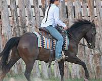 flashy-quarter-horse