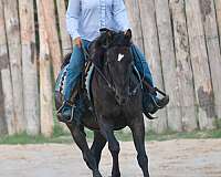 hunt-seat-equitation-quarter-horse