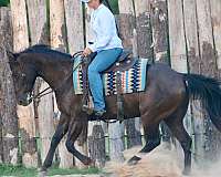hunter-quarter-horse