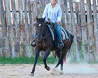 hunter-under-saddle-quarter-horse