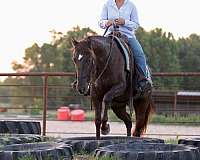 husband-safe-quarter-horse
