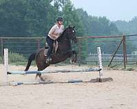 ranch-quarter-horse