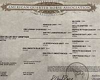 athletic-quarter-horse