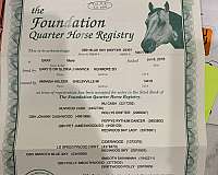 beginner-quarter-horse