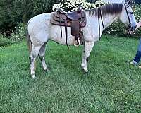 endurance-quarter-horse