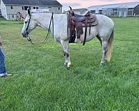 english-pleasure-quarter-horse