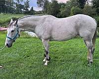 equitation-quarter-horse