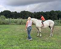 experienced-quarter-horse