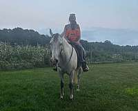 flashy-quarter-horse