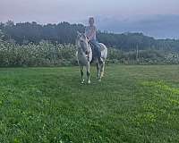 kid-safe-quarter-horse