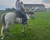 parade-quarter-horse