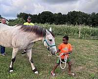 performance-quarter-horse
