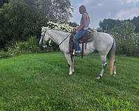 playday-quarter-horse