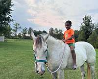 ridden-english-quarter-horse