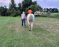 ridden-western-quarter-horse