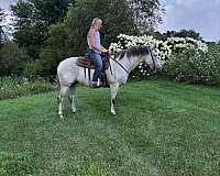 trail-quarter-horse
