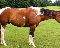 athletic-paint-horse