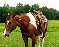 beginner-paint-horse