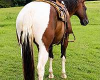 calf-roping-paint-horse
