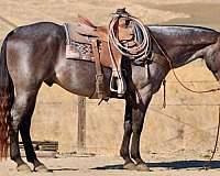 athletic-quarter-horse