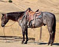 beginner-quarter-horse