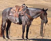 calf-roping-quarter-horse