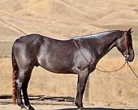 endurance-quarter-horse