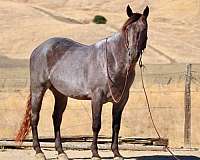experienced-quarter-horse