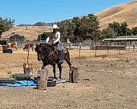 parade-quarter-horse