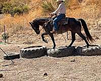 flashy-quarter-horse