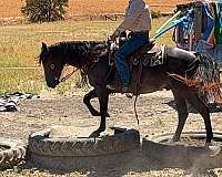 playday-quarter-horse