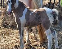 black-tobiano-pony-colt