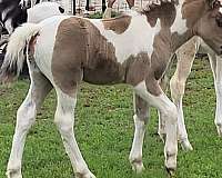 black-tobiano-poa-colt