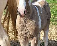black-tobiano-quarter-pony-colt