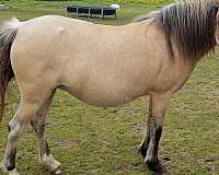 dunskin-welsh-pony-broodmare