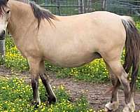 dunskin-wpcsa-broodmare
