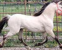 dunskin-wpcsa-horse