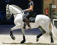 gran-premio-horse