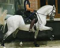 gran-premio-stallion