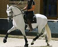 andalusian-horse