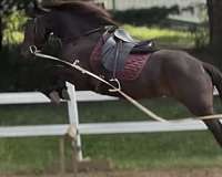 all-around-friesian-horse