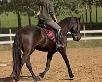 cross-friesian-horse