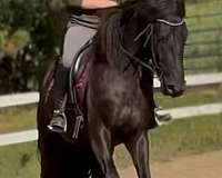draft-friesian-horse