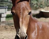 all-around-athletic-mule