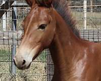 chestnut-mule-colt